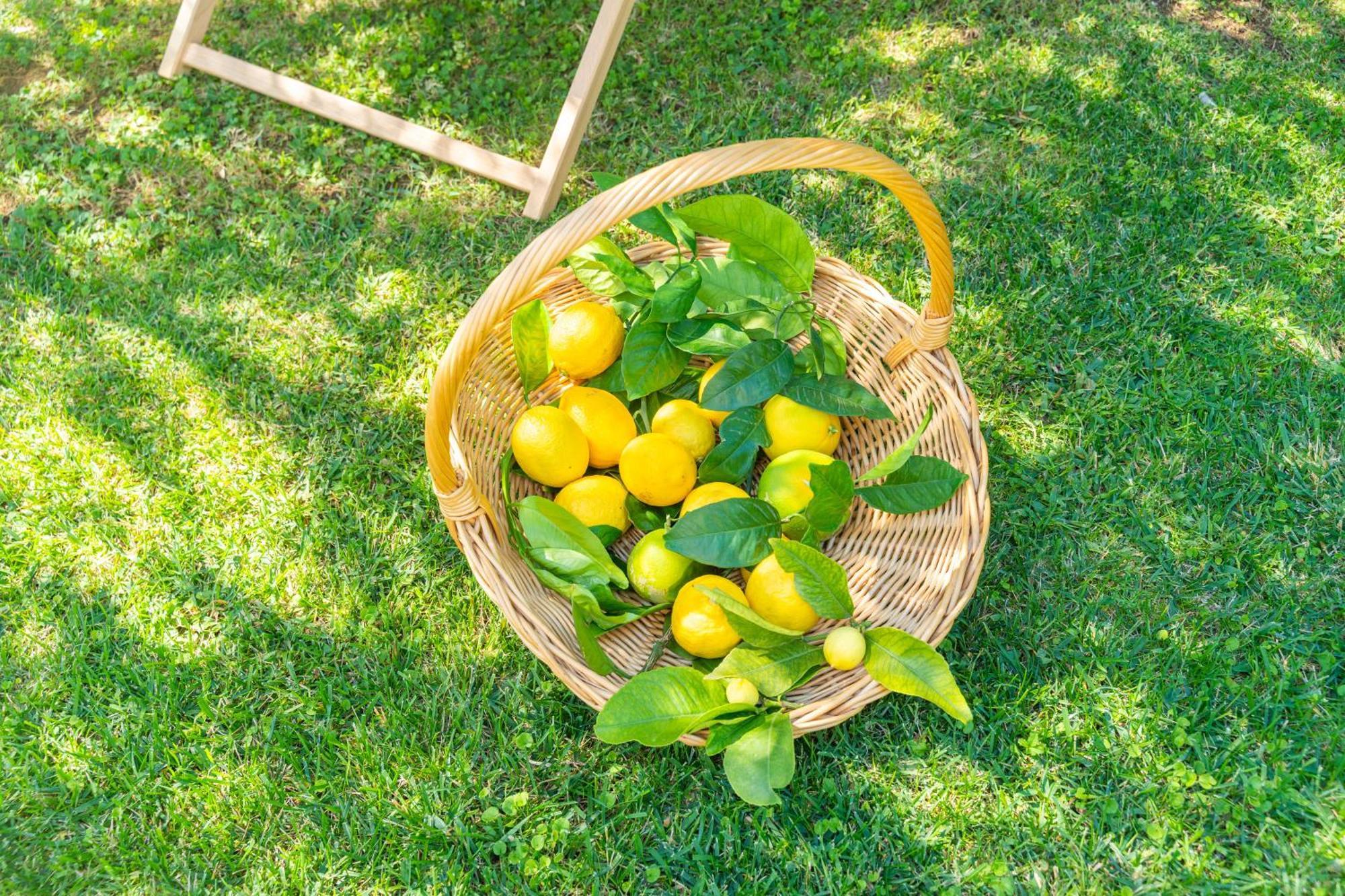 Villa Lemon Garden - Apartment In Dubrovnik Млини Екстер'єр фото